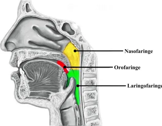 Figura 2.8 – Representação das secções da faringe. [Fau 2009] 