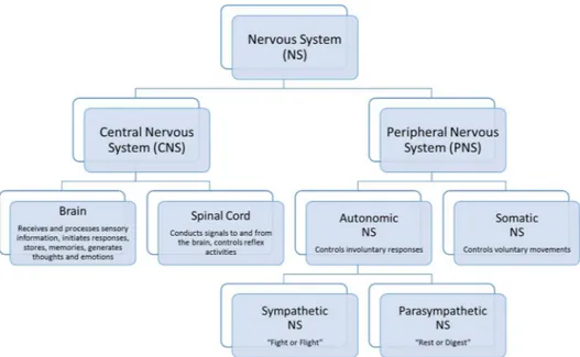 Figure 2.5. The nervous system components (adapted from www.studypage.in/biology/nervous-system- www.studypage.in/biology/nervous-system-control-and-coordination)