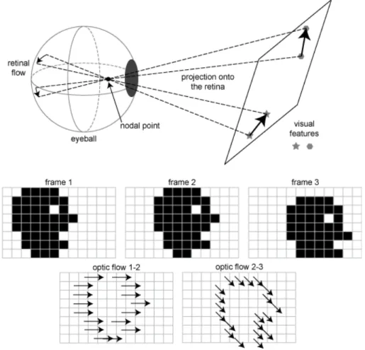 Figure 3.4: Optical Flow example adapted from [42]. Optic flow is perceived by the observer, in this case, an eye retina, as changes in the patterns of light captured by it