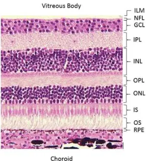 Figure 1.2: Retinal layers observed in a microscope. Adapted from Bristol Univer- Univer-sity (2000).
