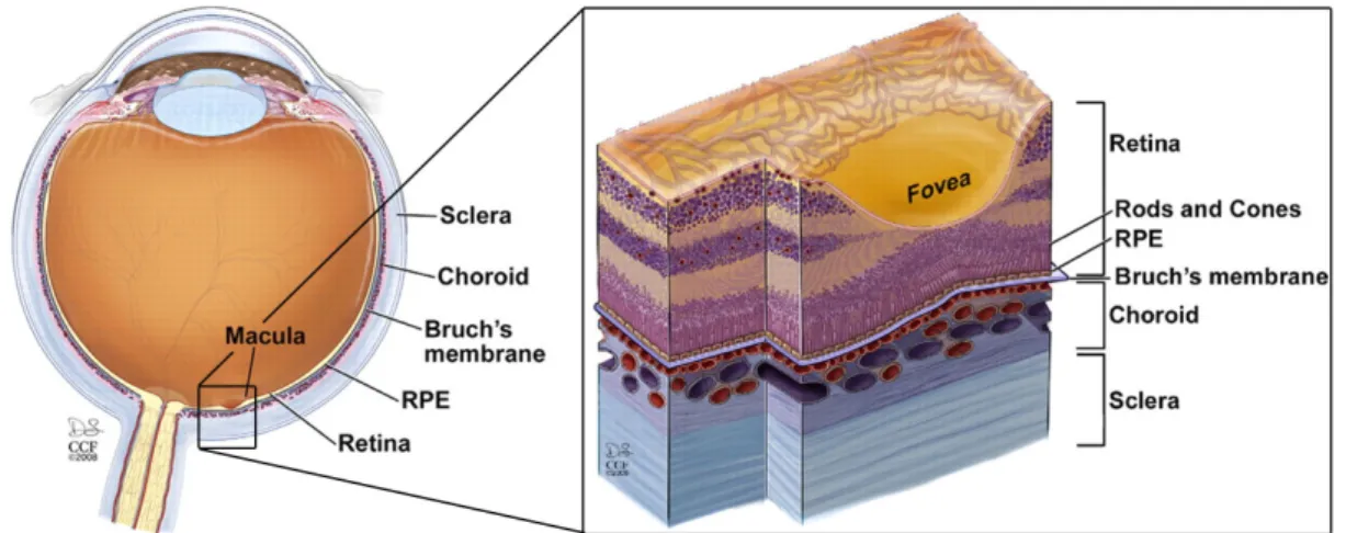 Figure 1.4: Macula position on the eye and detail section of retina (Yuan et al., 2010).
