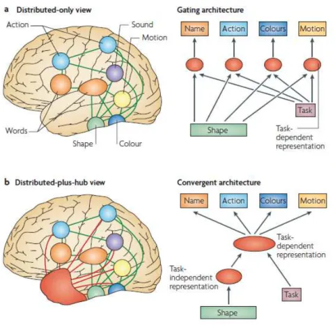 Figure 2.13 – Two theoretical positions regarding the neuroanatomical distribution of the cortical  semantic network and schematic models based on these views [154]