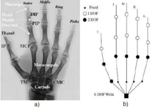 Figure 2.3 - Hand model: a) Hand Anatomy, b) Hand Model  