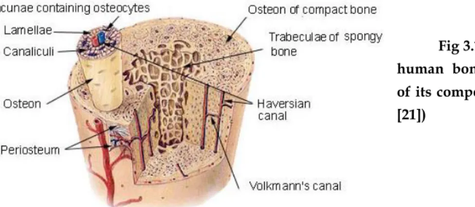 Fig 3.1: Cross-section of a  human  bone  identifying  each  of its components (Taken from  [21]) 