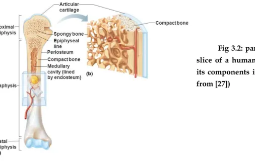 Fig 3.2: partial longitudinal  slice  of  a  human  long  bone  with  its  components  identified  (Taken  from [27]) 