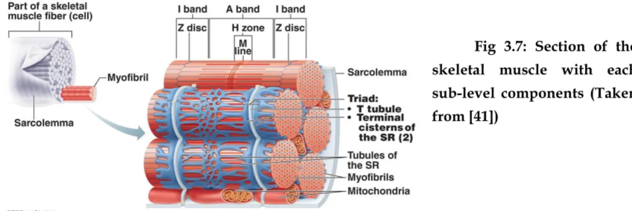 Fig  3.7:  Section  of  the  skeletal  muscle  with  each  sub-level  components  (Taken  from [41]) 