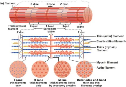 Fig  3.8:  Ilustration  representing  the  internal  structure  of  the  myofibril  (Taken  from  [44]) 