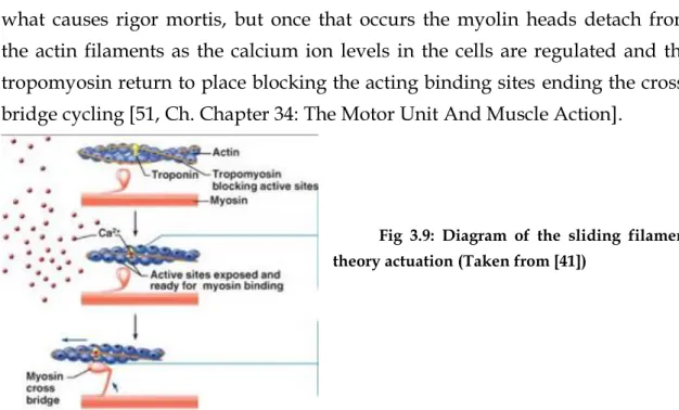 Fig  3.9:  Diagram  of  the  sliding  filament  theory actuation (Taken from [41]) 