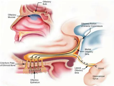 Figure 2.1: Cross-section of the skull, showing the location of the olfactory epithelium, sensory neurons, cribriform plate, olfactory bulb, and some central connections [14]