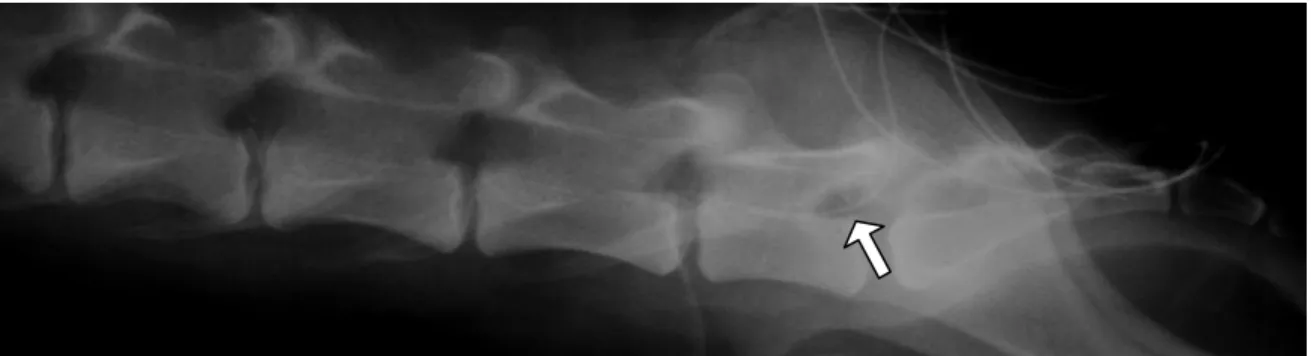 Figura  01.  Imagem  radiográfica  do  espaço  lombossacro  de  cadela,  evidenciando  a  presença  do  cateter epidural no interior do canal epidural (seta)