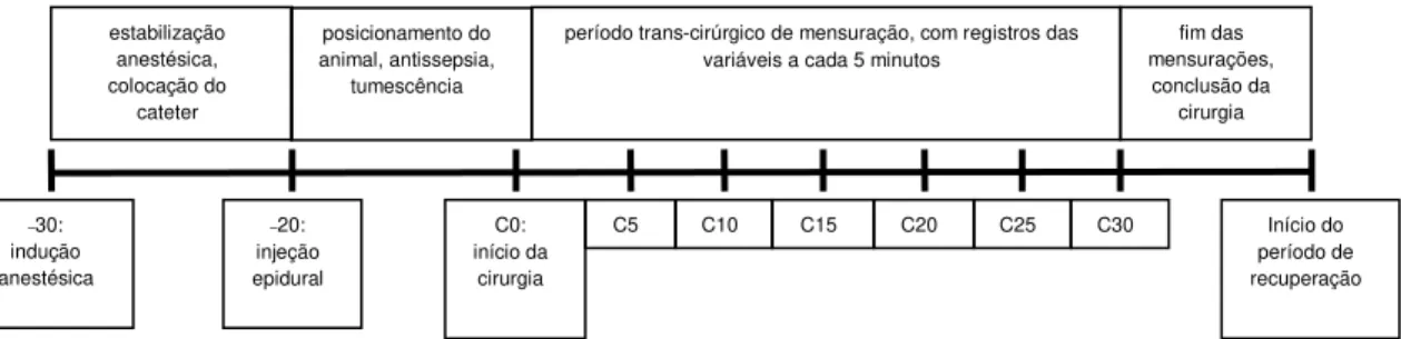 Figura 03. Representação esquemática do delineamento experimental. 