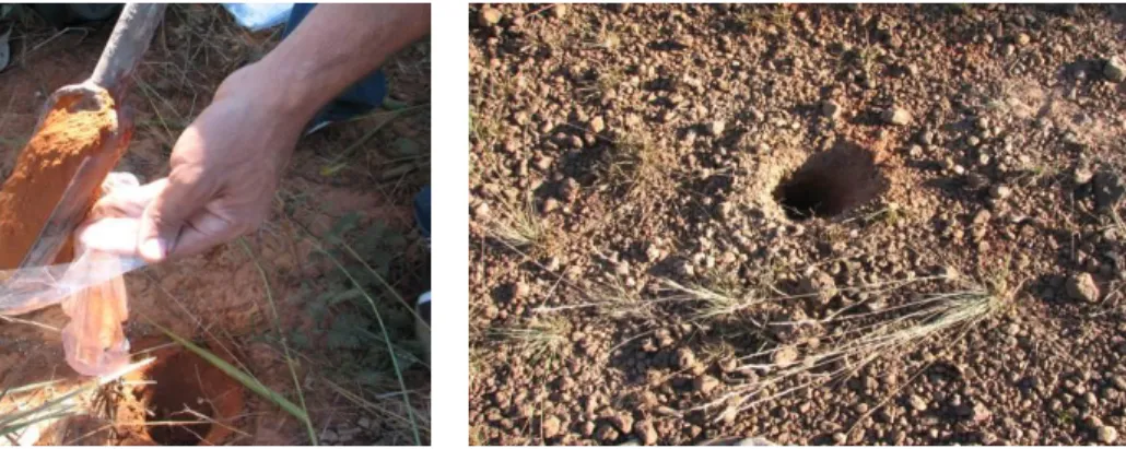 Figura 5: Fotos dos principais tipos de solos encontrados em trabalho de campo a Bacia do Rio Urucuia- Urucuia-MG, realizado em junho de 2008