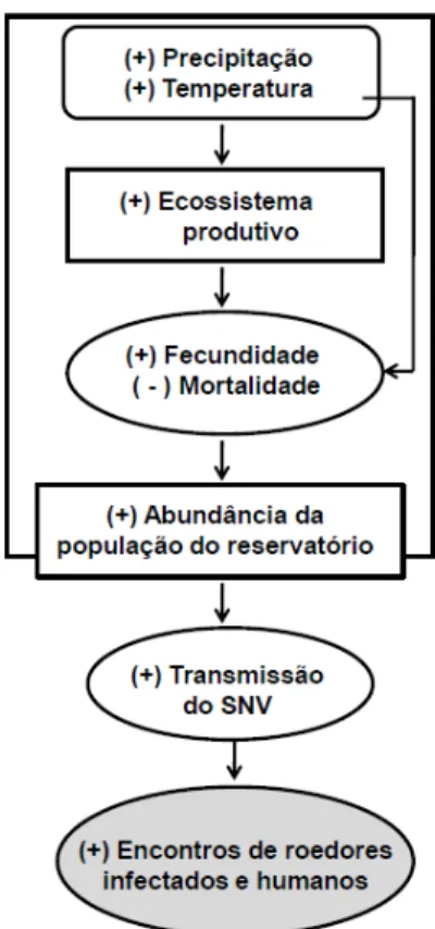 Figura  6.  Diagrama  de  fluxo,  representando  o  modelo  hipotético  da  cascata  trófica (Loehman et al