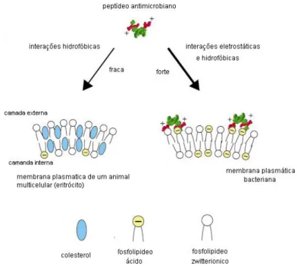Figura 2. Modelo de interação entre peptídeos antimicrobianos e membranas  celulares bacteriana e eucariótica (Modificado de Zasloff, 2002)