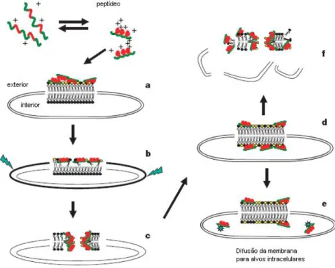 Figura 6. Modelo Shai-Matsuzaki-Huang: a) Formação de um carpete de peptídeos na  face  externa  da  membrana;  b)  Integração  do  peptídeo  à  membrana  e  afinamento  da  face  externa; c) Formação de poros transientes; d) Transporte de lipídeos e peptí