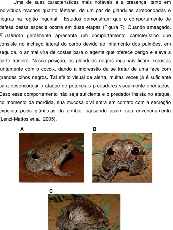 Figura 7. Eupemphix nattereri. A) Vista lateral normal, B) e C) Durante comportamento de  defesa com exibição das glândulas inguinais