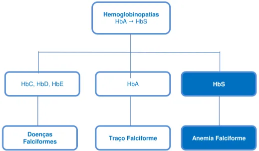 Figura  2  -  Associação  da  hemoglobina  S  com  as  demais  hemoglobinas  para  classificação de Doença Falciforme, Traço Falciforme e Anemia Falciforme