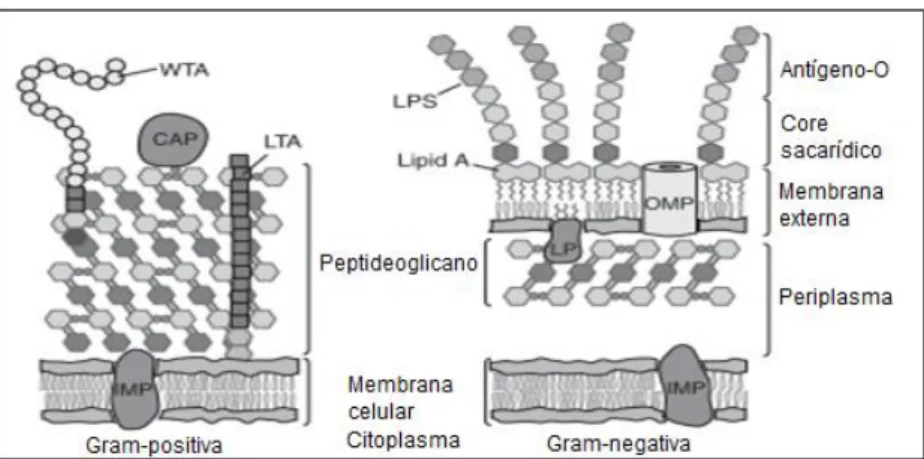 Figura  1  –   Representação  da  parede  celular  das  bactérias  Gram-positivas  e  Gram-negativas:  CAP  =  proteínas  ligadas  covalentemente;  IMP  =  proteínas  de  membrana  íntegra;  LP  =  lipoproteínas;  LPS  =  lipopolissacarídeos;  LTA  =  ácid
