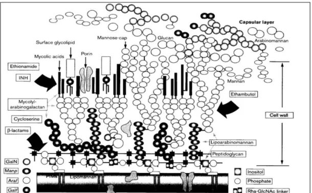 Figura 2 –  Modelo da parede celular das micobactérias. Os arranjos tridimensionais e  espaciais  das  moléculas-chave  são  em  grande  parte  desconhecidos