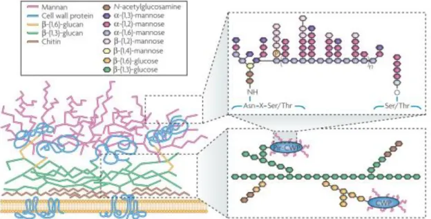 Figura  3.  Estrutura  da  parede  celular  de  Candida  albicans.  A  figura  mostra  os  principais componentes d a parede celular e suas distribuições