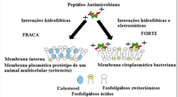 Figura  4  –   Alvos  dos  peptídeos  antimicrobianos  nas  membranas  dos  organismos  multicelulares e base desta especificidade (Retirado de Zasloff (2002)