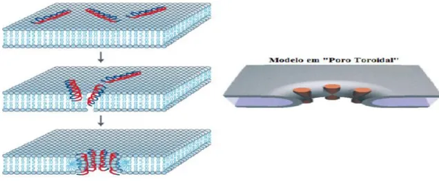 Figura 7  –  Modelo do poro toroidal. Neste modelo os peptídeos se agregam até um  limiar  de  concentração  e  posteriormente  eles  induzem  as  monocamadas  lipídicas  a  se  dobrarem continuamente através do poro, onde o núcleo aquoso do poro é revesti