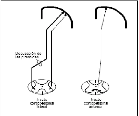 Figura 1 – Tracto córtico-espinhal.  