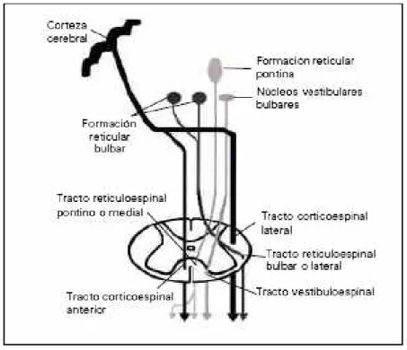 Figura 2 – Principais vias descendentes do tronco encefálico. 