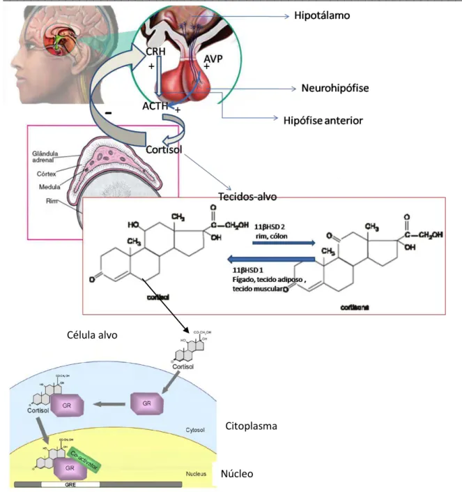 Figura  1.  Representação  gráfica  da  atividade  do  eixo  hipotálamo-hipófise-adrenal,  da  regulação  do  cortisol  em  tecidos-alvo  e  de  sua  atuação  no  receptor  glicocorticoide