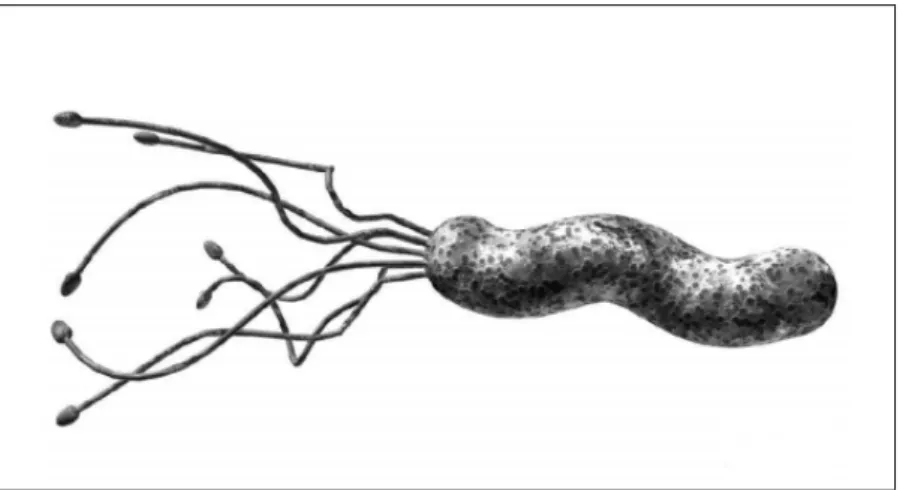 Figura 1 - Aspecto típico de Helicobacter pylori  Fonte: Marshall et al. (1990); Sycuro et al
