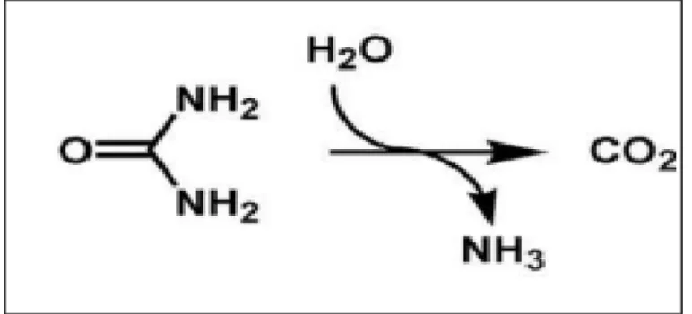 Figura  2  -  Esquema  da  reação  catalisada  pela  urease:  hidrolise  de  ureia,  produzindo CO2 e amônia 