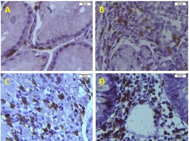 Figura 5 - Fotomicrografia das imunomarcação de Linfócitos T CD8 +  em aumento de 40x: A) GIA; B)  GALA;  C)  GAMA;  D)  AG