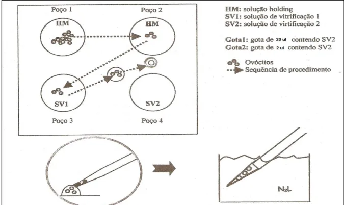 Figura 4 - Processo de vitrificação de ovócitos bovinos pelo método OPS.