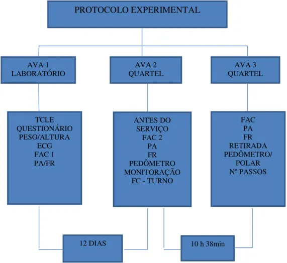 Figura 6 - Protocolo experimental 