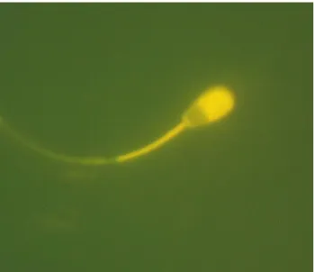 Figura  1.  Espermatozóide  corado  com  hidroclorido  de  clortetraciclina  (CTC)  apresentando  ausência ou baixa fluorescência na região pós acrossomal e fluorescência brilhante na região  acrossomal (padrão capacitado), observado em microscópio de epif