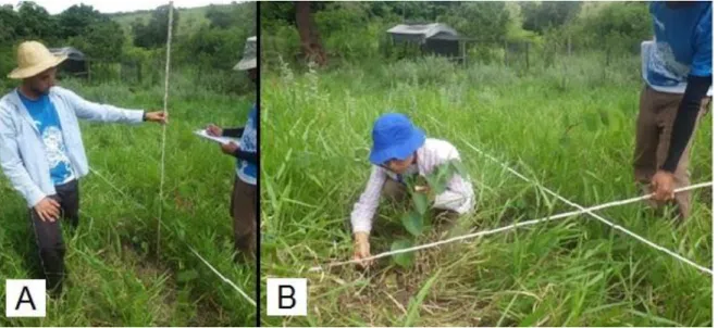 Figura  3:  Amostragem  da  regeneração  natural  feita  nas  propriedades  atendidas  pelo  programa  Rio  São  Bartolomeu  Vivo,  em  que  A:  Amostragem  da  cobertura  do  solo  pelo  método de interceptação de pontos;  e  B:  Amostragem  da vegetação 