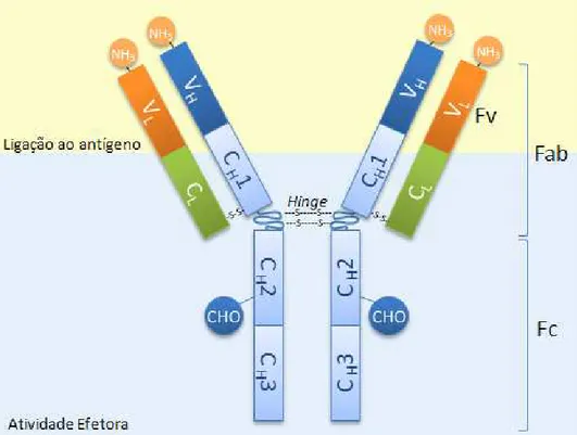Figura  1  –  Estrutura  de  uma  Imunoglobulina  G  (IgG).  As  regiões  de  ligação  aos  antígenos  são  formadas pela justaposição dos domínios variáveis das cadeias leve (V L ) e  pesada (V H )