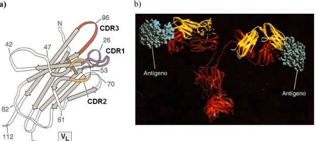 Figura 2   Regiões Determinantes de Complementaridade (CDRs). a) Visão tridimensional das alças  hipervariáveis CDR  em um domínio variável (V) de uma cadeia leve