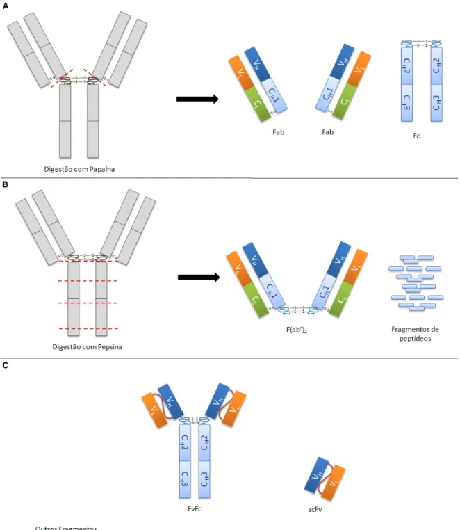 Figura  5  –  Fragmentos  de  uma  molécula  de  anticorpo.  Moléculas  de  IgG  são  clivadas  proteoliticamente pelas enzimas papaína (A) e pepsina (B) nos locais indicados pelas linhas tracejadas