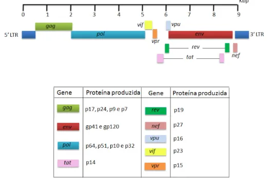 Figura  7  –  Esquema  geral  do  genoma  do  vírus  HIV.  Os  três  principais  genes  –  ! !   e  –  codificam proteínas do nucleocapsídeo, enzimas requeridas  para a replicação  e proteínas do envelope  viral