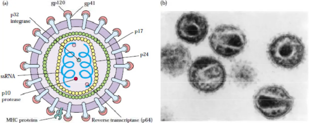 Figura  8  –  Estrutura  do  vírus  HIV.  a)  Diagrama  esquemático  do  vírus  HIV.  A  glicoproteína  gp41  é  uma  proteína  transmembrânica  que  se  projeta  até  bicamada  lipídica  do  envelope  viral