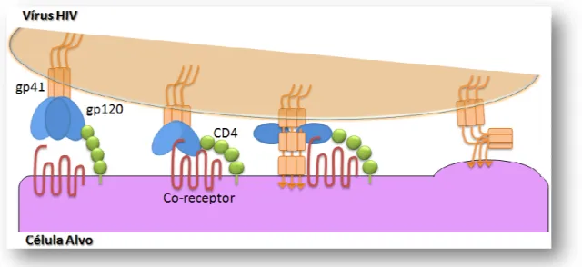 Figura 9 – Estágios iniciais da infe ao receptor da célula alvo CD4, disp co receptor