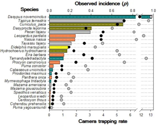Figure 2. Overall abundance of 25 terrestrial mammal species across all 43 remnant riparian  forest corridors sampled in southern Amazonia, as measured by camera-trapping rates  (independent photo records per 10,441 camera-trapping nights)