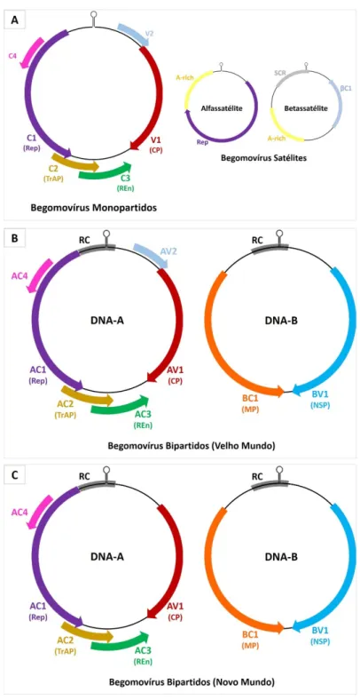 Figura 2  –  Organização  genômica  típica  dos begomovírus  monopartidos (A), bipartidos  do “Velho  Mundo” (B) e bipartidos do “Novo Mundo” (C)