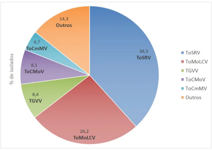 Figura 1 –  Porcentagem das respectivas espécies de begomovírus encontradas em 1.055  isolados  obtidos a partir de amostras foliares de tomateiro coletados em diferentes regiões  geográficas do Brasil