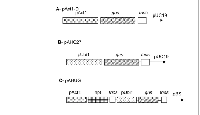 Figura 3 - Representação esquemática dos plasmídeos utilizados para transformação  genética de B