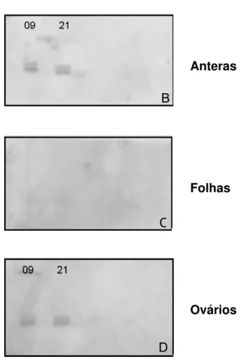 Figura 6 - Análise por northern reverso de seqüências de cDNA de expressão diferencial  em ovários de plantas de B.brizantha apomíticas cv