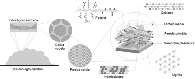 Figura 1. Estrutura da parede celular dos resíduos agroindustriais (Adaptado de Siqueira et al, 2010)