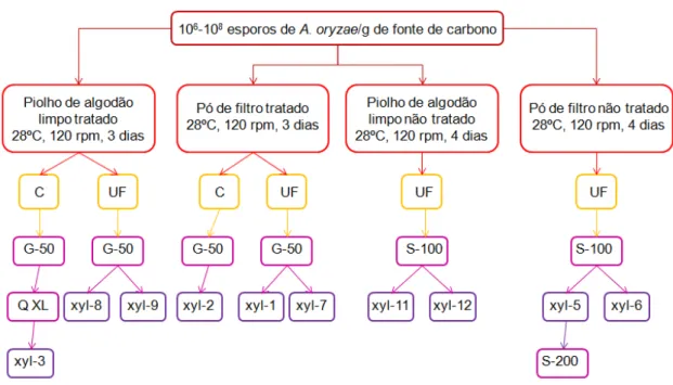 Figura  9.  Estratégia  de  purificação  de  xilanases.  C  -  concentrado;  UF  –  ultrafiltrado;  G-50  –   resina  Sephadex G-50; S-100  –  resina Sephacryl S-100;  Q XL  –  HiTrap Q XL; S-200  –  resina Sephacryl  S-200;  xyl  –  representa  as  fraçõe