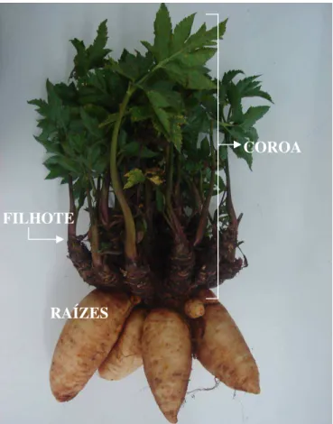 Figura 1.1: Planta de mandioquinha-salsa. Parte superior denominada de coroa, de onde  saem os filhotes ou propágulos, e a parte inferior as raízes que é a parte comercializável